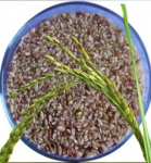kattamanjal1